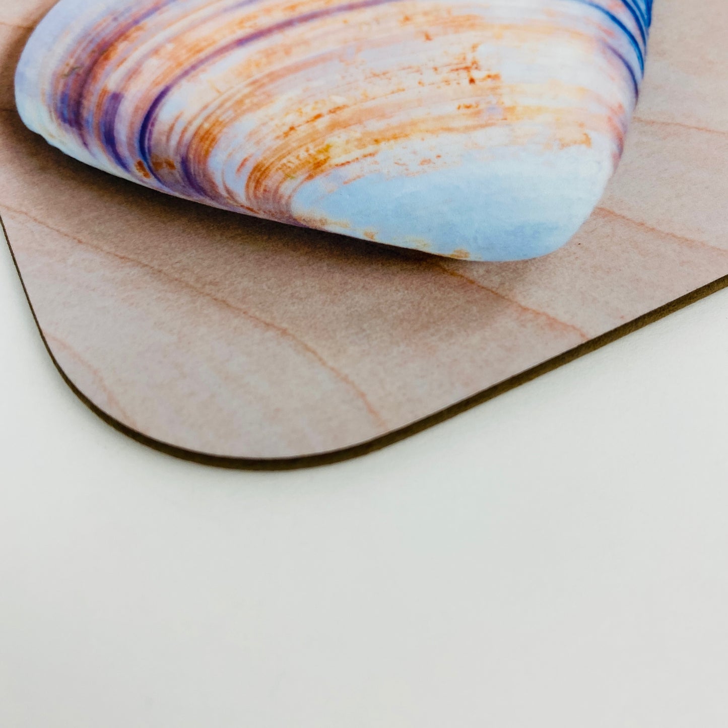 Coaster Set - Shells