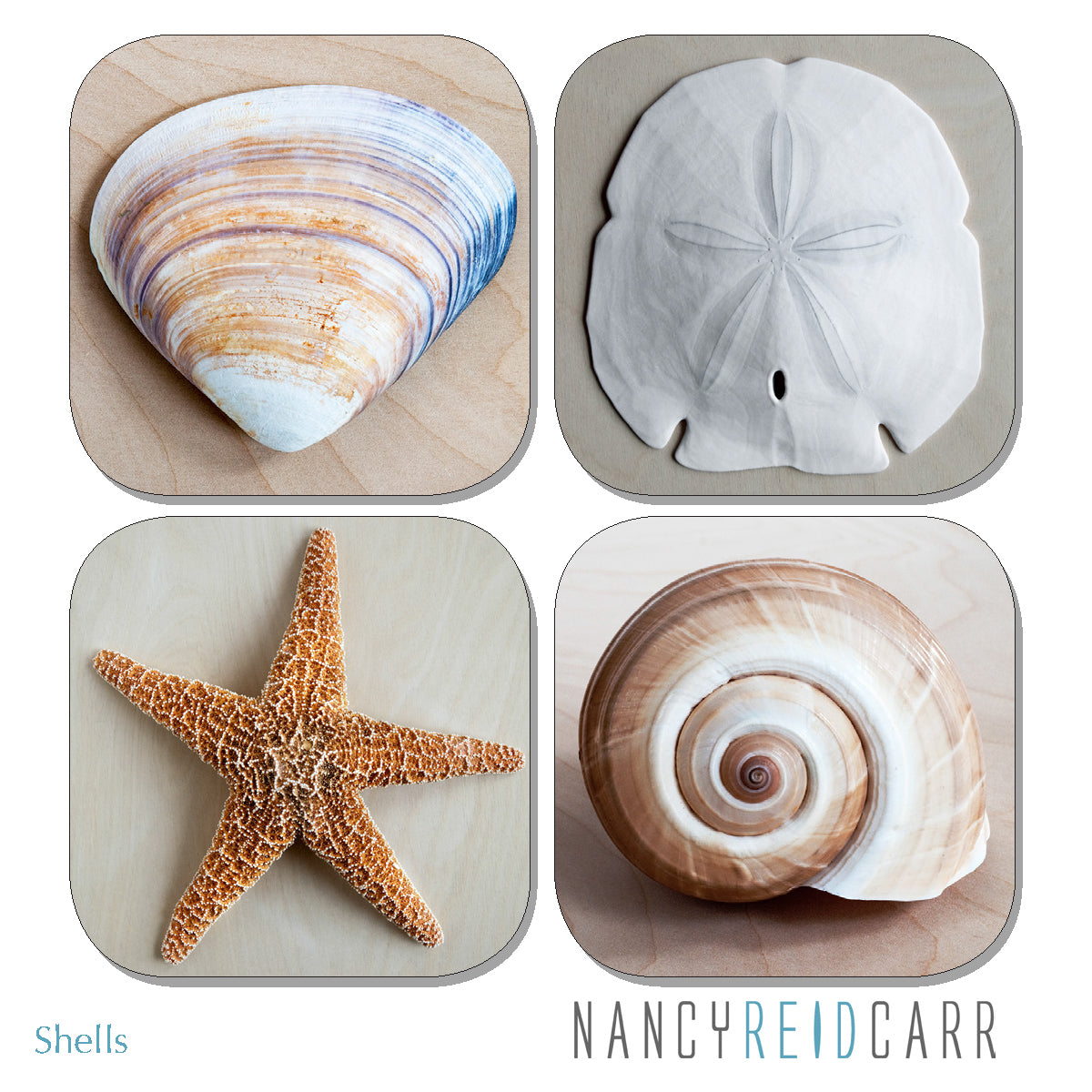 Coaster Set - Shells