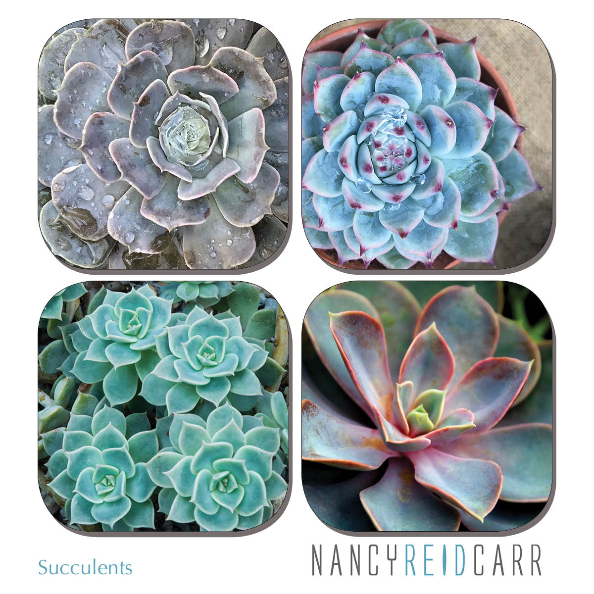 Coaster Set - Succulents